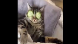 Котарак наказа лошо жена, която му развали спа процедура ВИДЕО