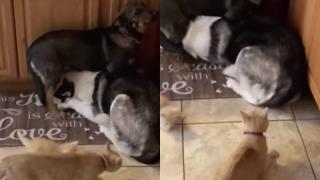 Вижте как майка котка изплаши кучета заради котенцето си ВИДЕО