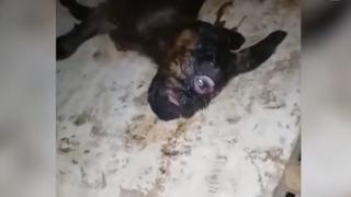 Звяр или демон? Роди се циклоп ВИДЕО 18+