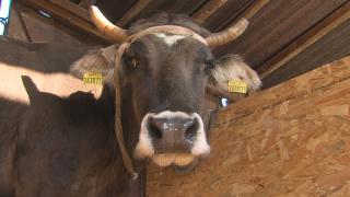 Млада писателка се вдъхнови от съдбата на кравата Пенка и написа книга