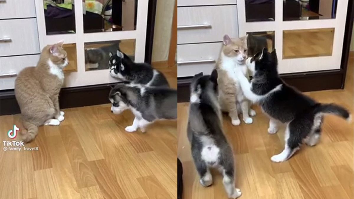 Котарак отблъсна кученца с царствено спокойствие и покори интернет ВИДЕО