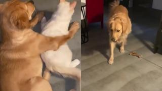 Вижте как ретривър спипа котка в обятията на друго куче ВИДЕО
