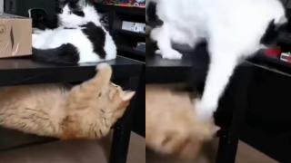 Опитите на котарак да привлече вниманието завърши с епична битка ВИДЕО