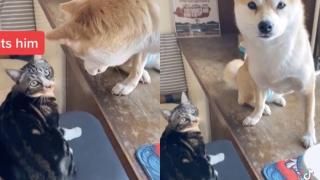 Хитър котарак ухапа куче за опашката, но обвини собственика ВИДЕО