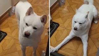 Реакцията на куче към завръщането на собствениците ще разсмее всеки ВИДЕО