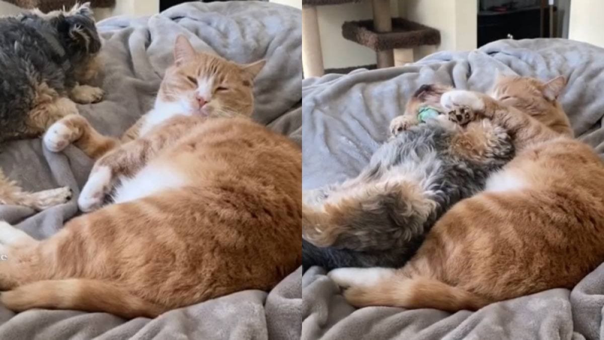 Вижте трогателните прегръдки между куче и коте ВИДЕО