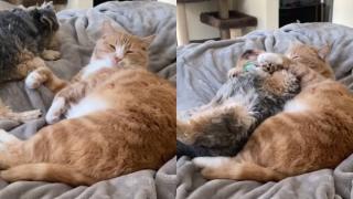 Вижте трогателните прегръдки между куче и коте ВИДЕО