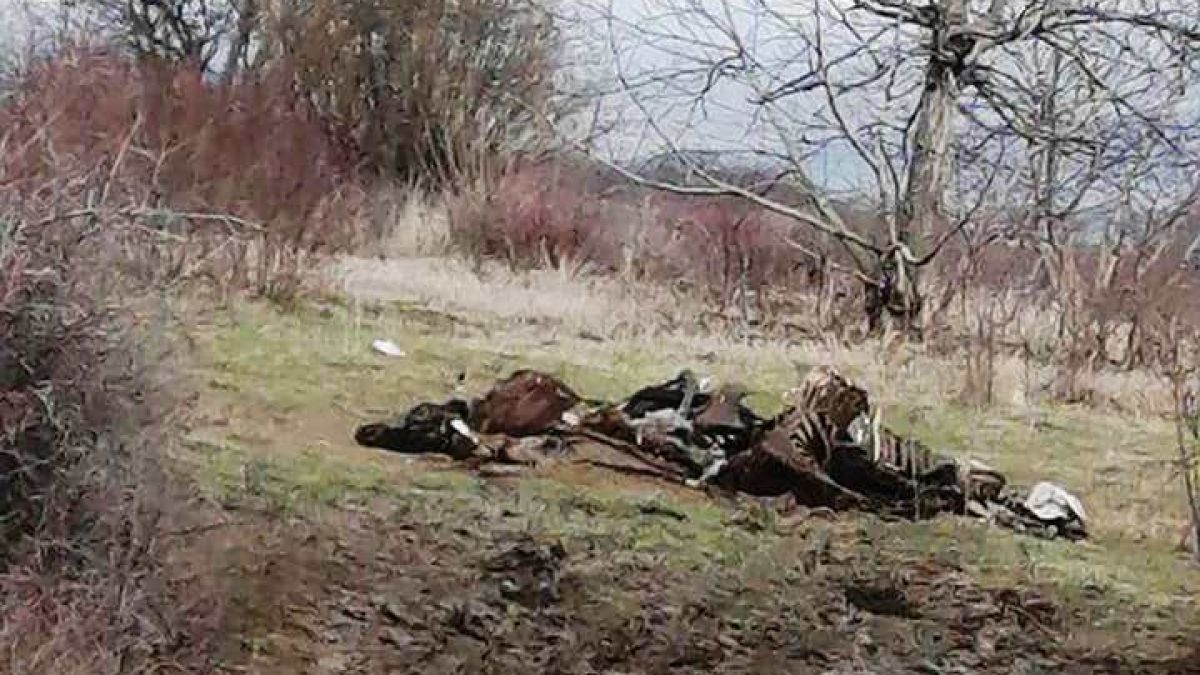 Кошмарни СНИМКИ с изгорени трупове насред полето в Търновско взриви мрежата 