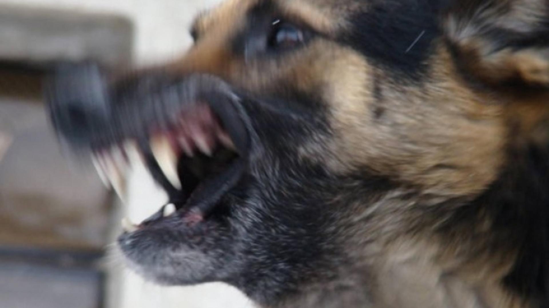  Бивша шефка на Спешна помощ изживя страшен кошмар в благоевградски парк 