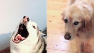 Реакцията на лабрадор на истерията на хъскита ще ви разсмее ВИДЕО