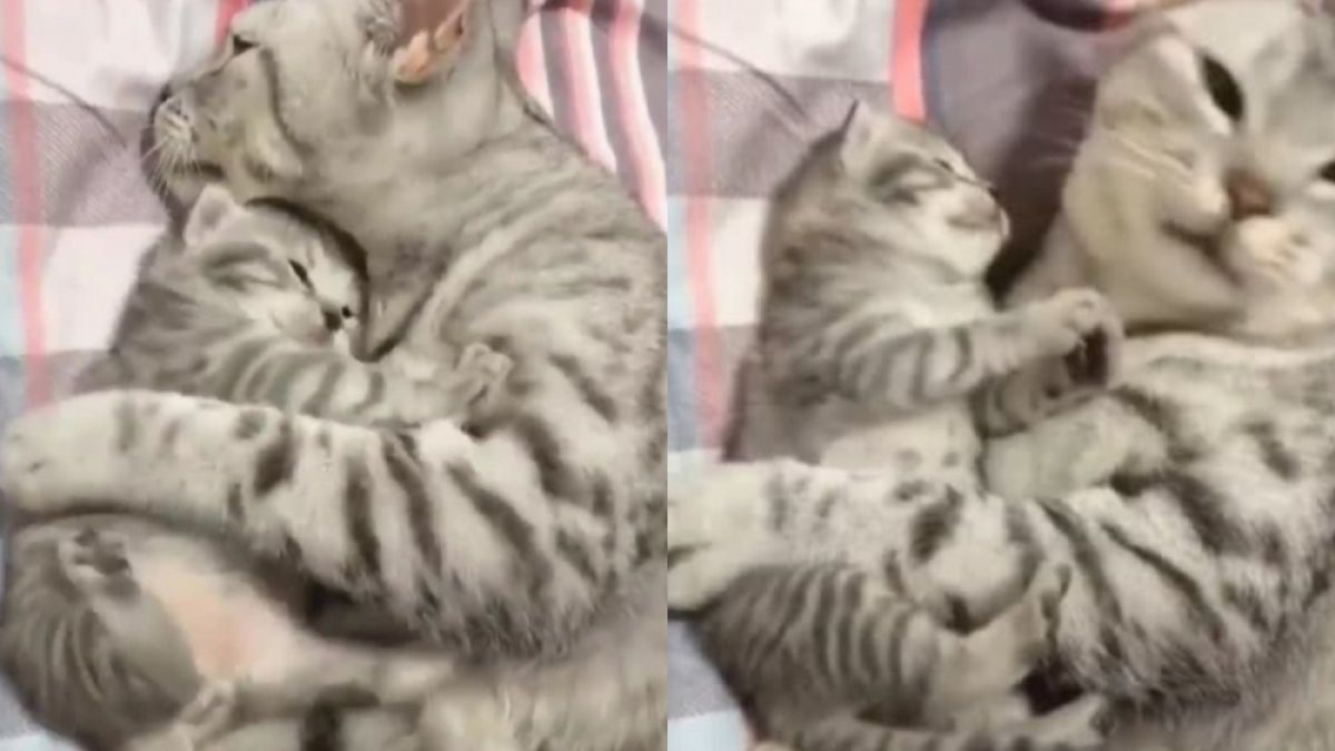 Прегръдките между майка котка и малкото й трогнаха мрежата ВИДЕО