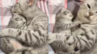Прегръдките между майка котка и малкото й трогнаха мрежата ВИДЕО