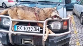 Перничанин завърза убито животно на предния капак на колата си, а после... СНИМКА 18+