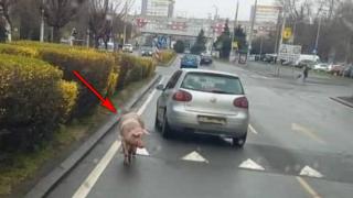 Прасе - беглец подлуди Бургас, обикаля из улиците и... 