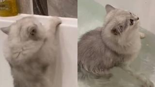 Несръчно коте падна във ваната и развесели мрежата ВИДЕО