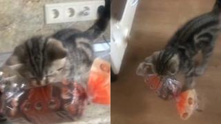 Котенце открадна хляб пред очите на собствениците и покори интернет ВИДЕО