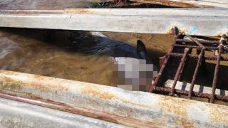 Ужасяваща находка в рибарско селище във Варна СНИМКА
