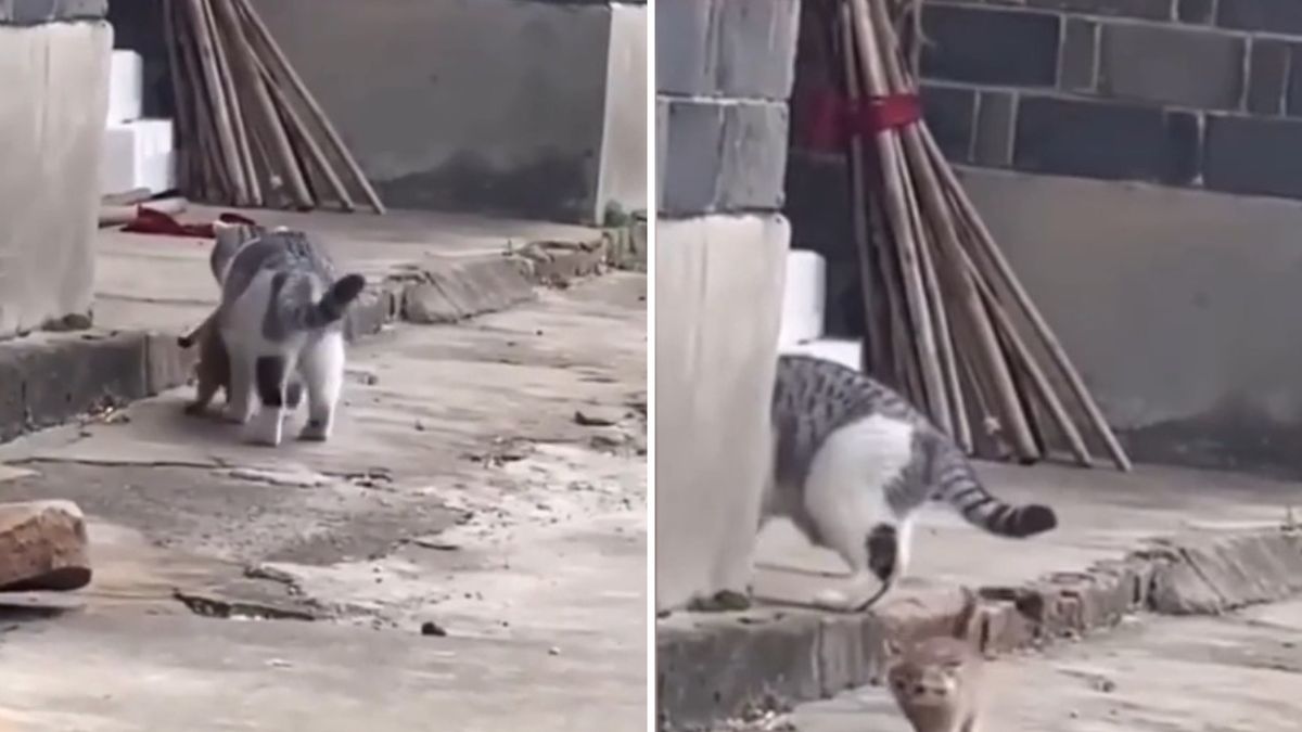 Палаво коте, бягащо от майка си, разсмя мрежата ВИДЕО