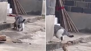Палаво коте, бягащо от майка си, разсмя мрежата ВИДЕО