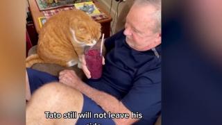 Котарак просълзи мрежата с грижите си за болен от рак стопанин ВИДЕО