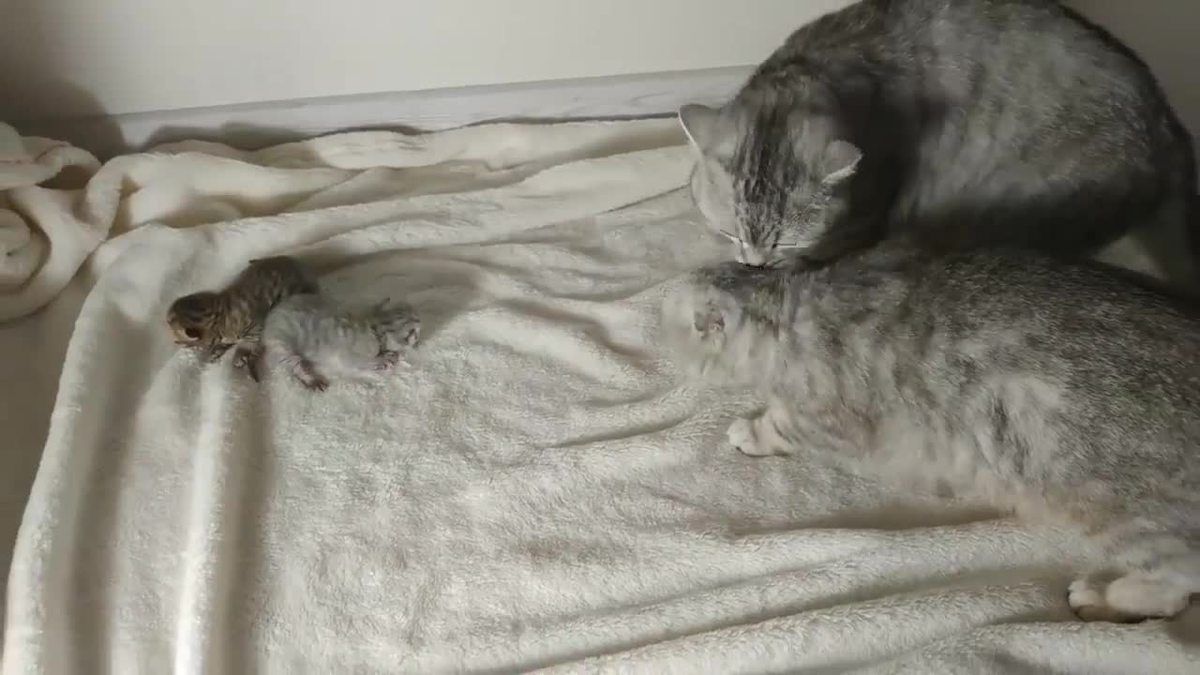 Трогателното запознанство на баща котарак с котенцата покори мрежата ВИДЕО