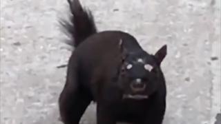 ВИДЕО с неизвестно триоко същество подлуди мрежата