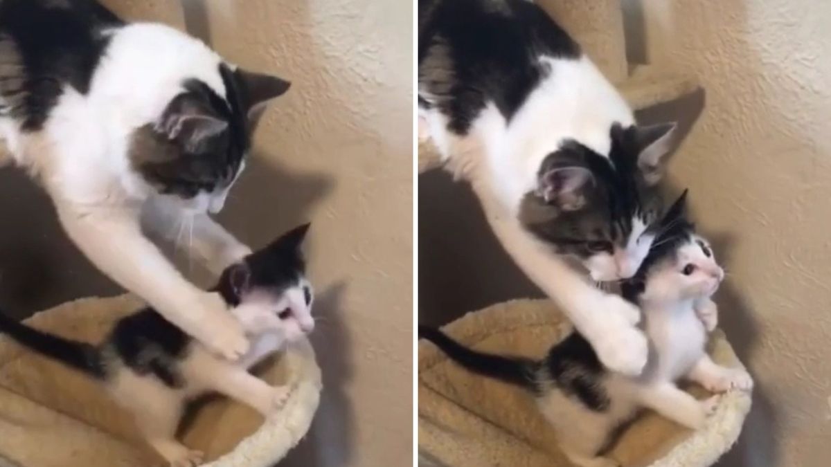 Майка котка спря любопитното си коте и трогна мрежата ВИДЕО