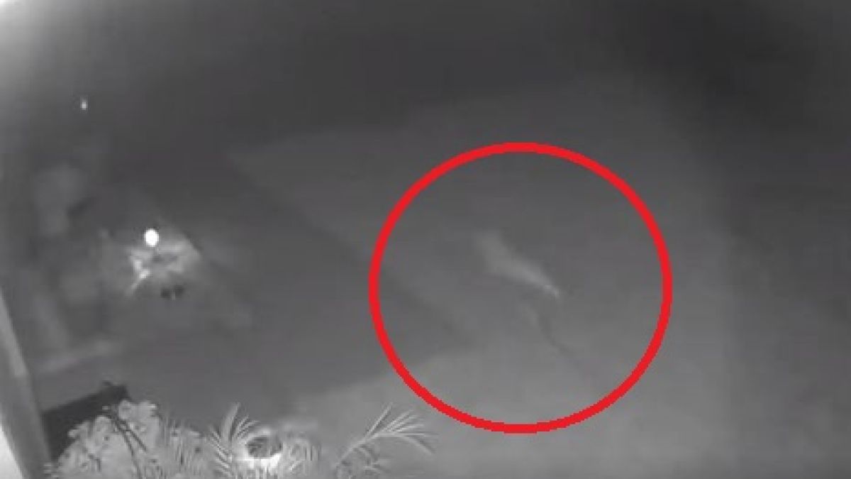 Жена се вцепени от ужас от това, което видя в двора си ВИДЕО