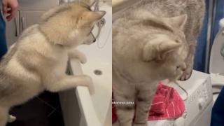 Котарак провокира бавно хъски и покори интернет ВИДЕО