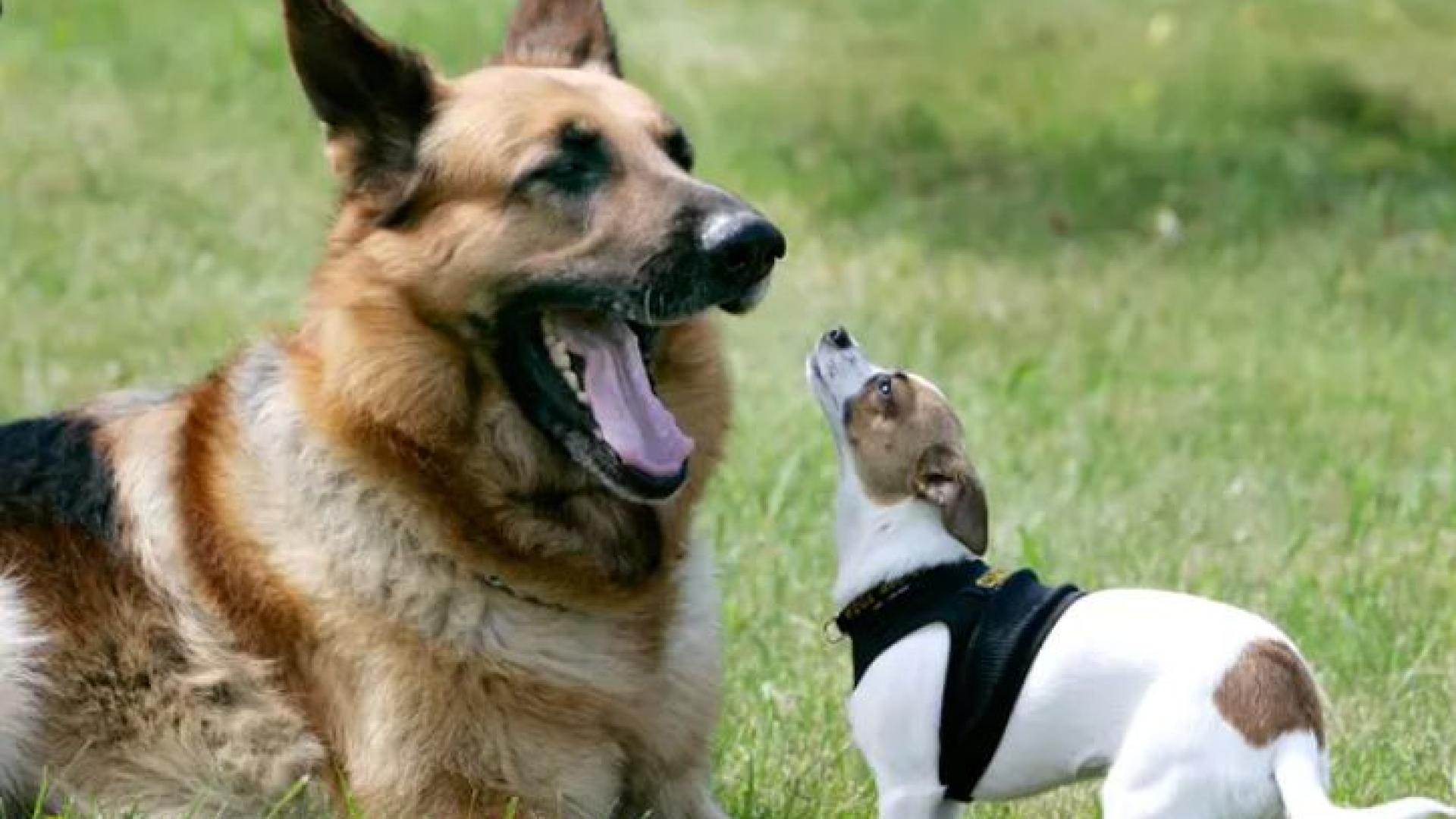 Прочуто полицейско чихуахуа не понесе смъртта на стопанина си и умря СНИМКИ 