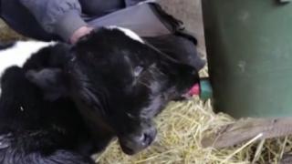 Теле с две глави се пръкна в Северна Македония ВИДЕО 