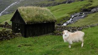 Немска овца, хвана гората