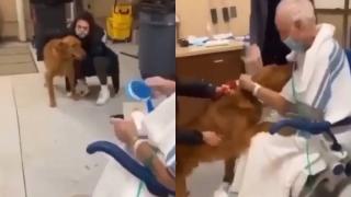 Емоционалната среща на куче с болния му собственик трогна мрежата ВИДЕО