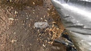 Невиждана смрад и гнус край Пловдив СНИМКИ 