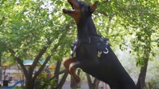 Ани и Иво осиновиха доберман, но 5 дни след това чуха зловещ писък от дъщеричката им СНИМКИ