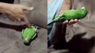 Папагал разсмя мрежата с това свое изпълнение като за "Оскар" ВИДЕО