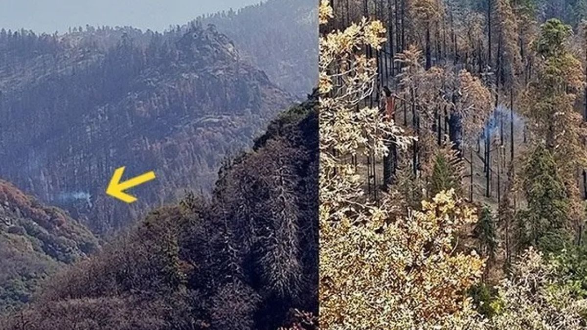 Дърво продължава да пуши след миналогодишните пожари в Калифорния