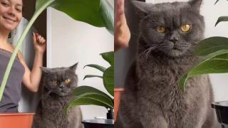 Котарак не оцени танците на собственичката си и разсмя мрежата ВИДЕО