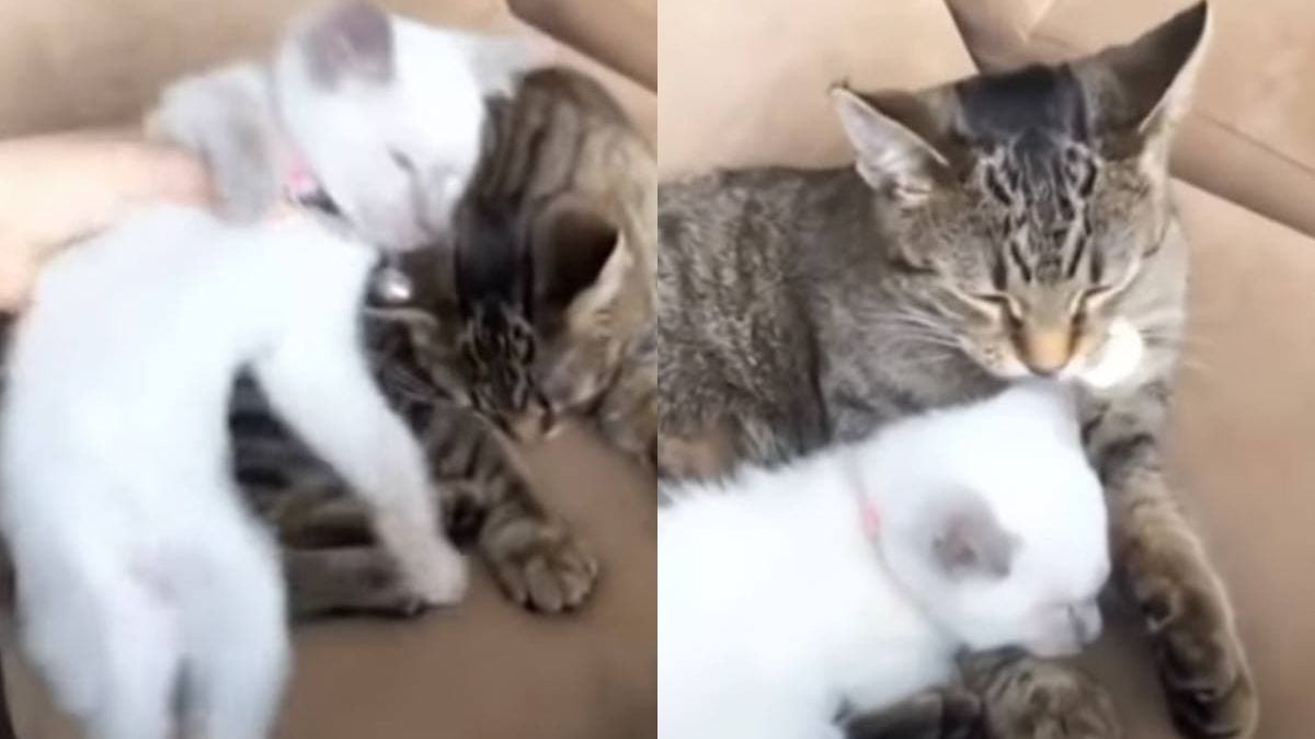 Собственичка подари на котарак малка сестричка и трогна интернет ВИДЕО