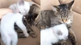 Собственичка подари на котарак малка сестричка и трогна интернет ВИДЕО