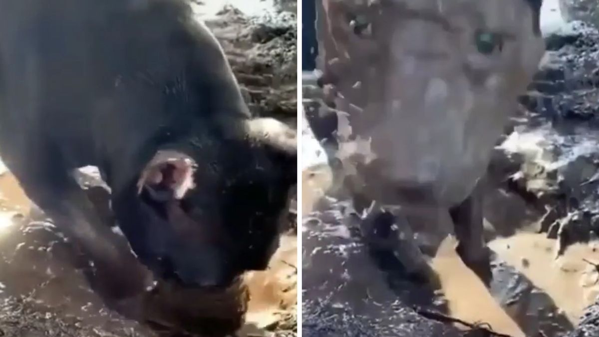 Забавно: Вижте как куче си направи подмладяваща кална маска ВИДЕО