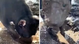 Забавно: Вижте как куче си направи подмладяваща кална маска ВИДЕО