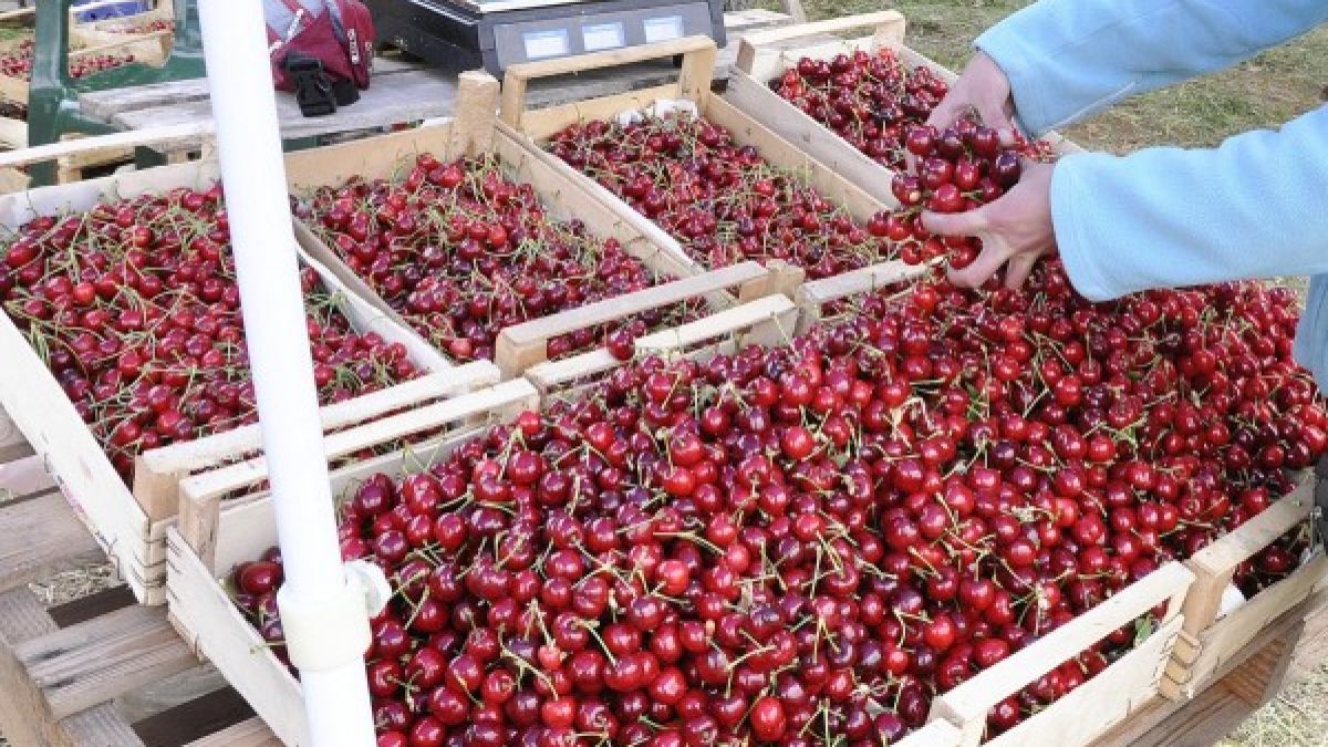 Не е истина по колко върви кило череши на пазара 
