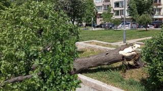 Кошмарен инцидент в бургаска градинка с куп играещи дечица 
