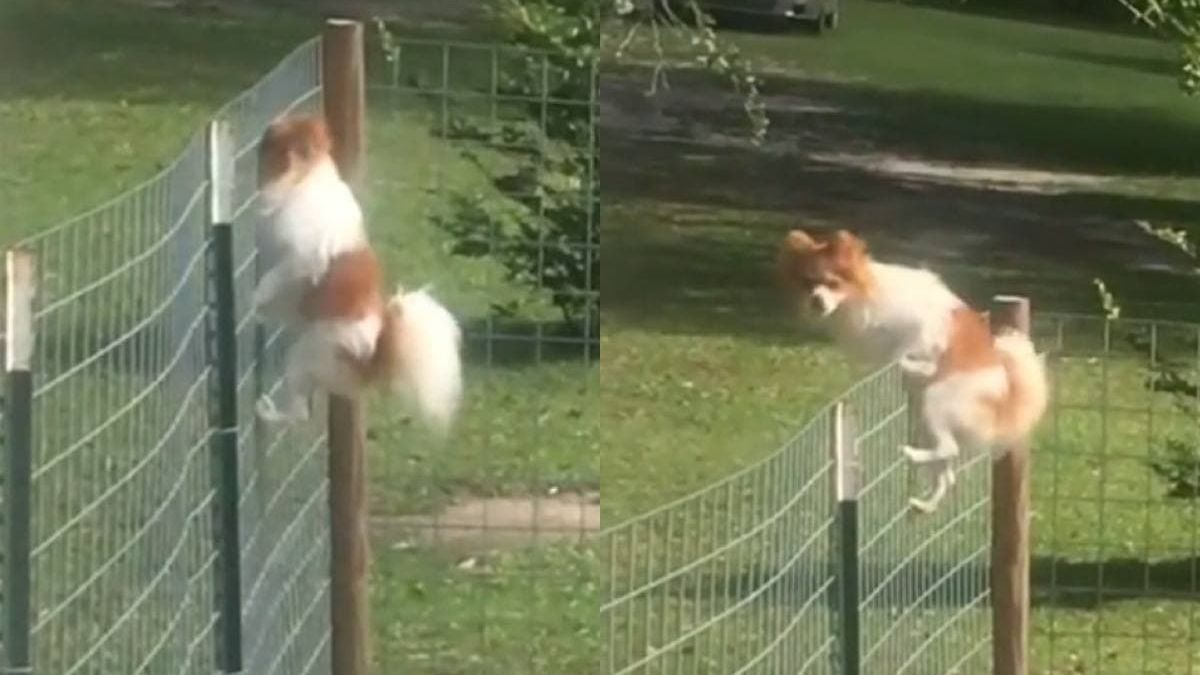 Дръзкото бягство на куче разсмя мрежата ВИДЕО