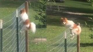 Дръзкото бягство на куче разсмя мрежата ВИДЕО