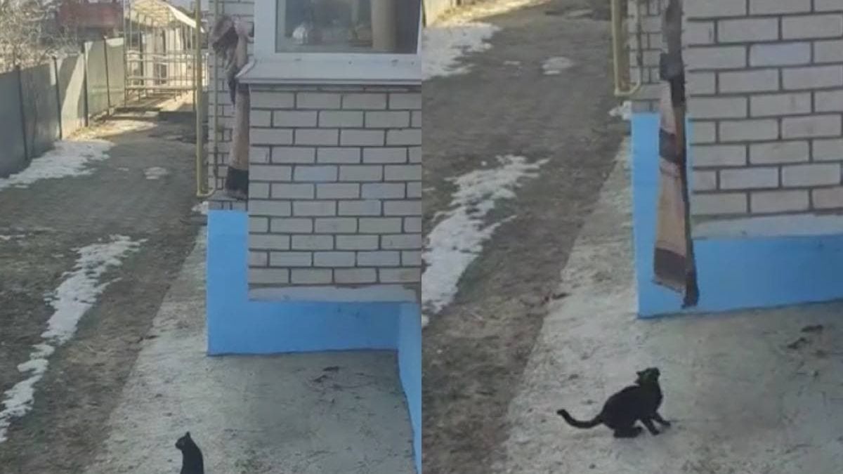 Котки станаха хит в мрежата с начина си на прибиране от разходка ВИДЕО