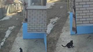 Котки станаха хит в мрежата с начина си на прибиране от разходка ВИДЕО