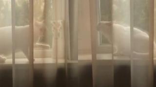 Котарак се престори на невинен и разсмя мрежата ВИДЕО