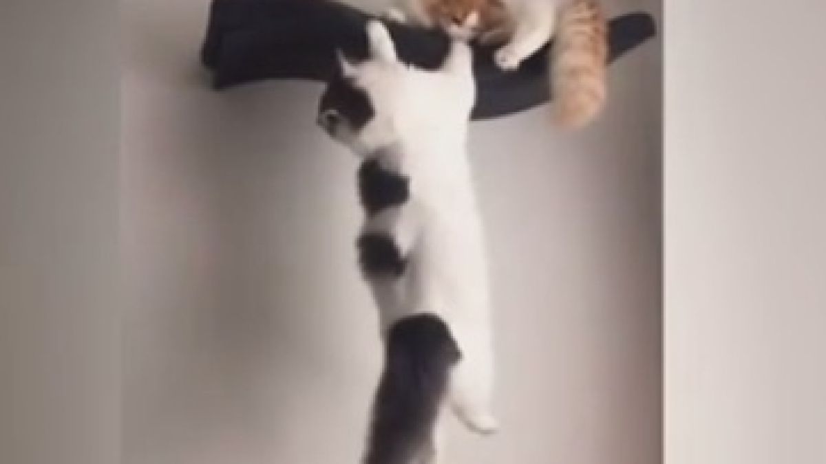 Голям смях: Котки изиграха култова сцена от "Цар Лъв" ВИДЕО